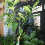 Июнь 2011 года, растение у меня почти год.